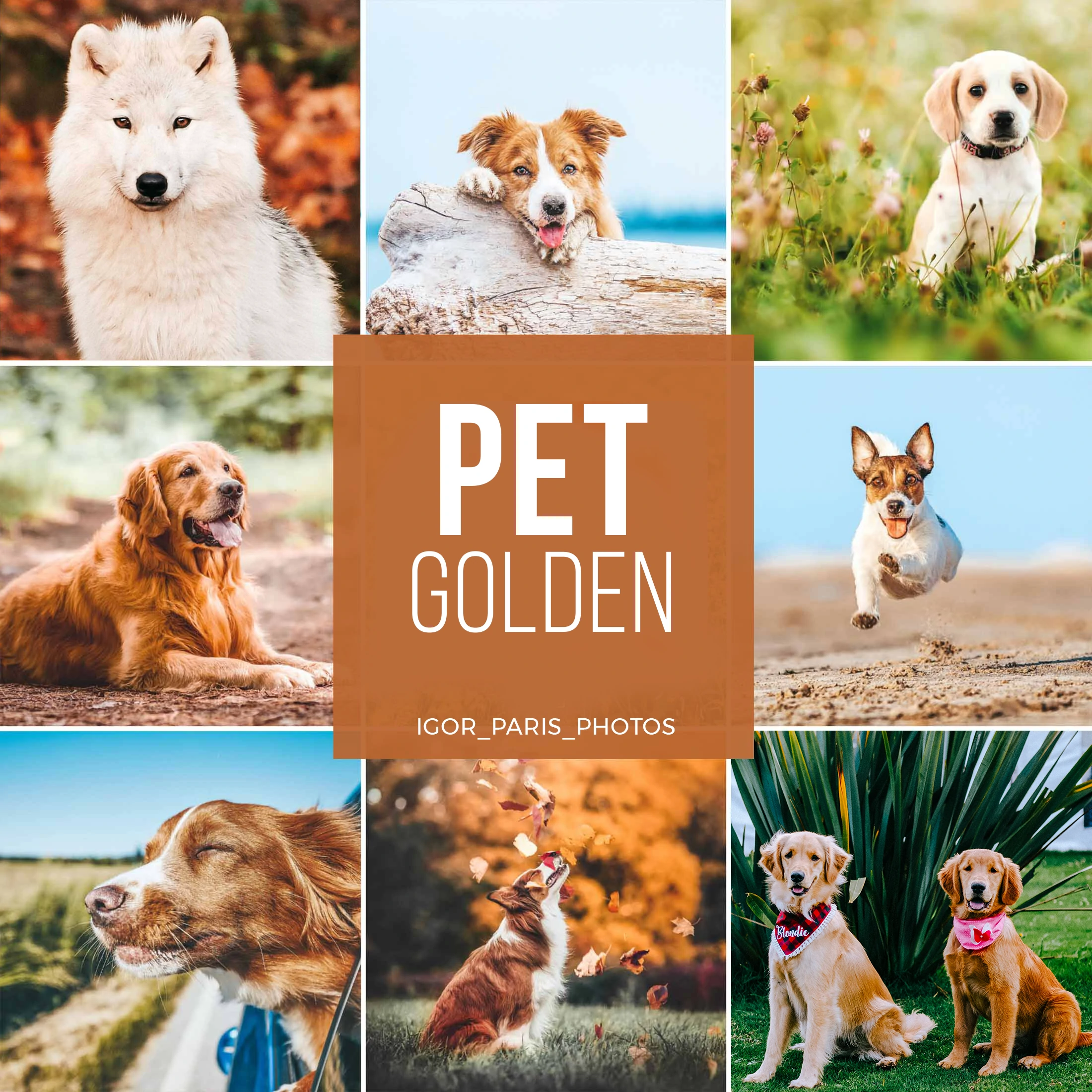 petgolden
